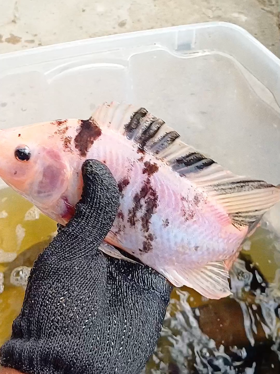 Já conhecia essa espécie de tilapia #tilapiafish #aquaponia #criaçãodepeixe 