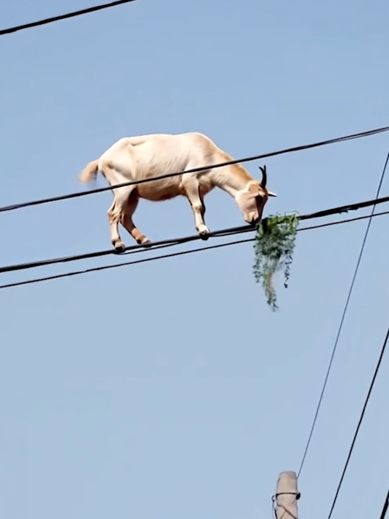 ¿Cómo llegó ahí? La IA lo logró. #cabra #random #viral_video #adn40