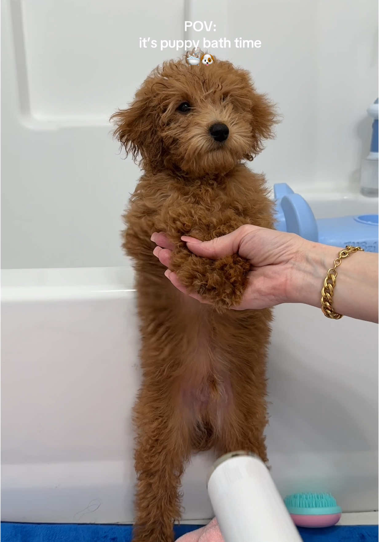 it’s bath time!  #puppy #poodle #dog #doglover #bathtime #dogbath #amazon #amazonpet #dogaccessories #teacupdogs #bathideas #puppies #fyp #puppiesoftiktok #fyppppppppppppppppppppppp 