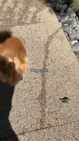 Follow me ! #dog #meme #fun #dogcore #bestof 