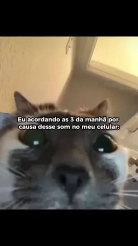 Som da felicidade #kiwify #vendas #dinheiro #mktdigital #fy #dolar #riqueza #notification #mentoria 