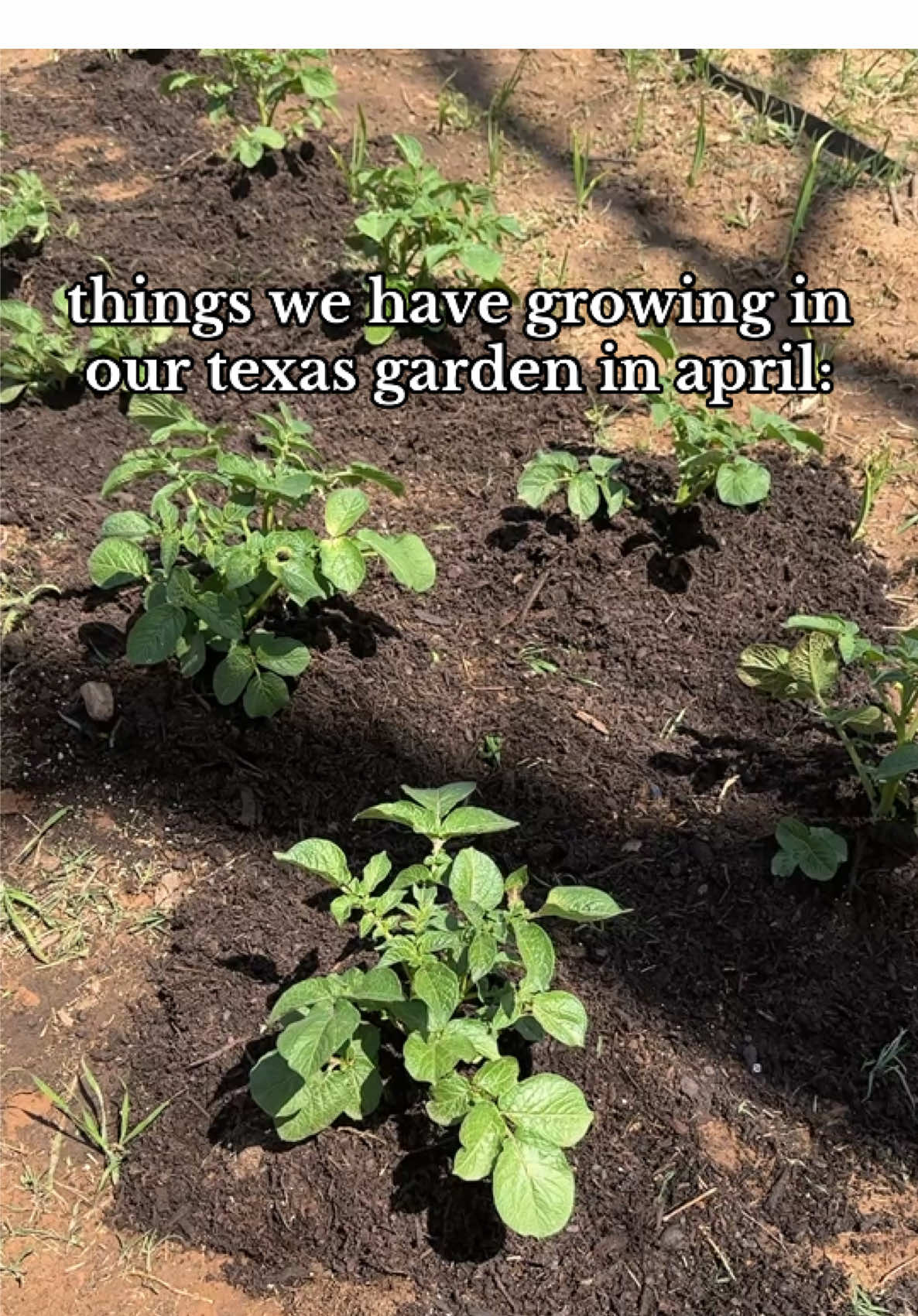 annddd I still want to plant more 🫣😂 #texasgarden #growingfood #beginnergardener #ingroundgardening #texas #newhome #newgarden #aprilgarden #plantingseeds #directsow 