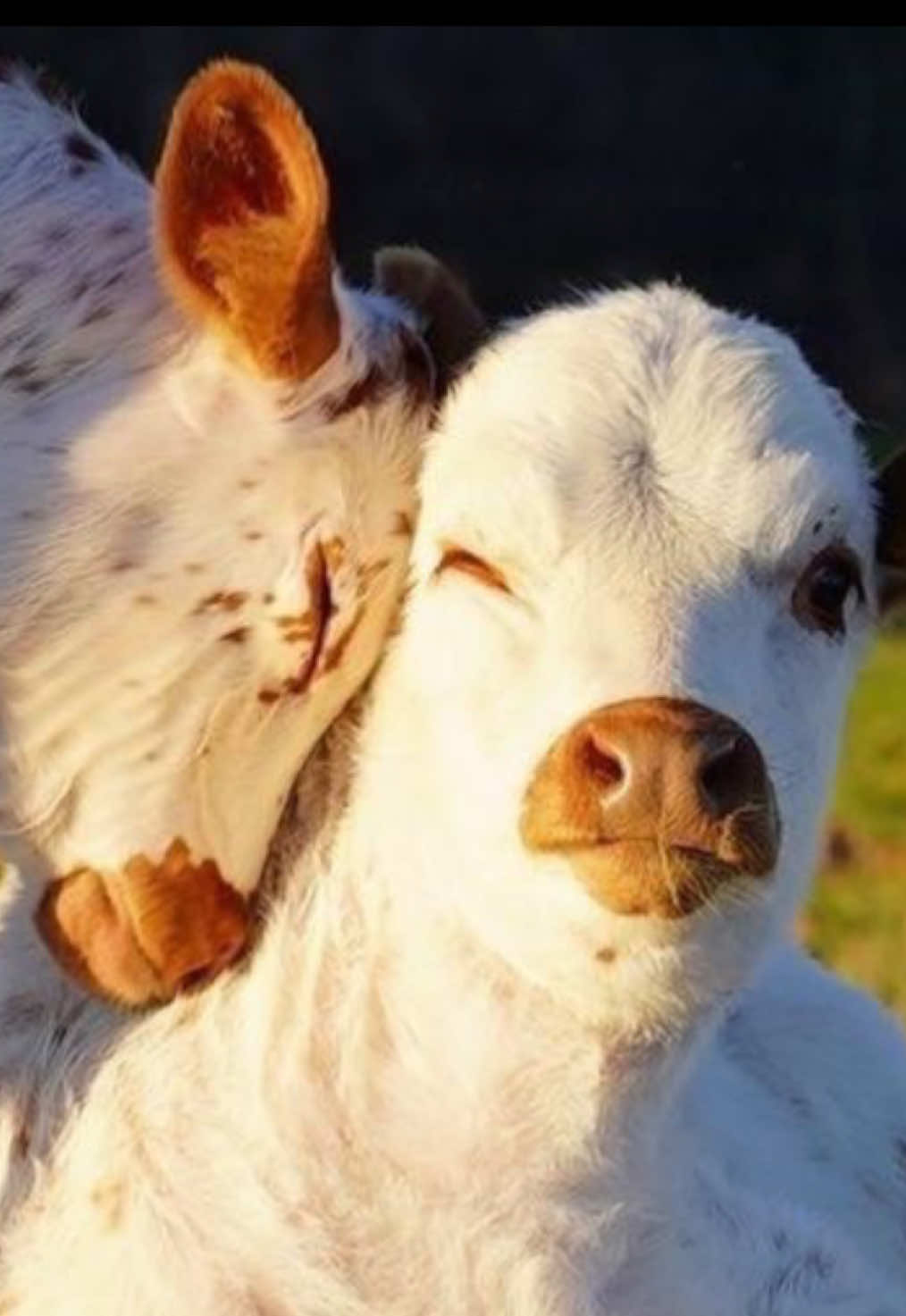 #cows #in #Love 