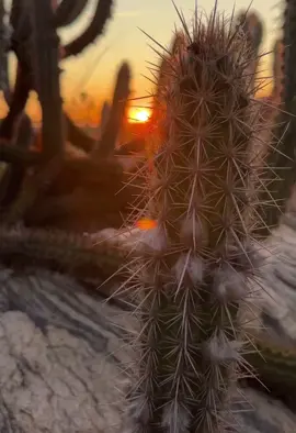 Sertão ❤️ #nordeste #sertao 