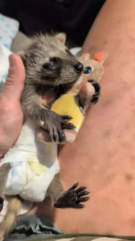 #racoonsoftiktok #babyraccoon #fypage #trashpanda #babygrady 