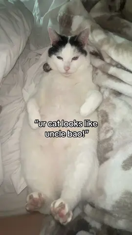 uncle bao and boba need to meet! #boba #catsoftiktok #fatcat 