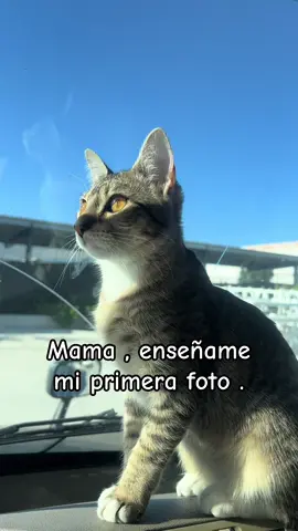 🥹🥰🤍#gatitostiktok #gatita #michi #bekind 