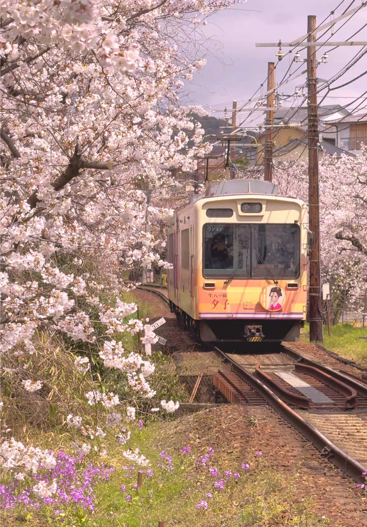 電車の中から見る？外から見る？ 📍Keifuku Electric Railway Arashiyama Line / Kyoto🇯🇵 🗾 嵐電(京福電鉄嵐山線) 私は欲張りなので電車は車内と車外どっちも見たい派です😂 I'm greedy, so I like to see both the inside and outside of the train 😂 ✼••┈┈┈┈••✼••┈┈┈┈••✼ ✔🗓2025 / 4 / 4🌸 ▪️Beautiful places in japan🇯🇵 ▪️Please check out➴⡱@matcha_film ▫️𝙲𝚊𝚖𝚎𝚛𝚊:  iPhone15promax  ✼••┈┈┈┈••✼••┈┈┈┈••✼ #sakura #cherryblossom #cherryblossoms  #springinjapan #japan #japantravel #japantrip #anime  #japangram #일본 #벚꽃 #일본여행 #교토 #kyoto #gion #arashiyama #randen #kyototrip #kyototravel #traveljapan #tripjapan #visitjapan #嵐電 #京福電気鉄道 #嵐山 #京都 #京都の桜 #京都観光 #京都旅行 #桜スポット