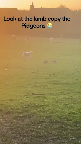 The cutest thing I’ve ever seen  #lamb #fyp #cuteanimal #pidgeon #spring #sheep 