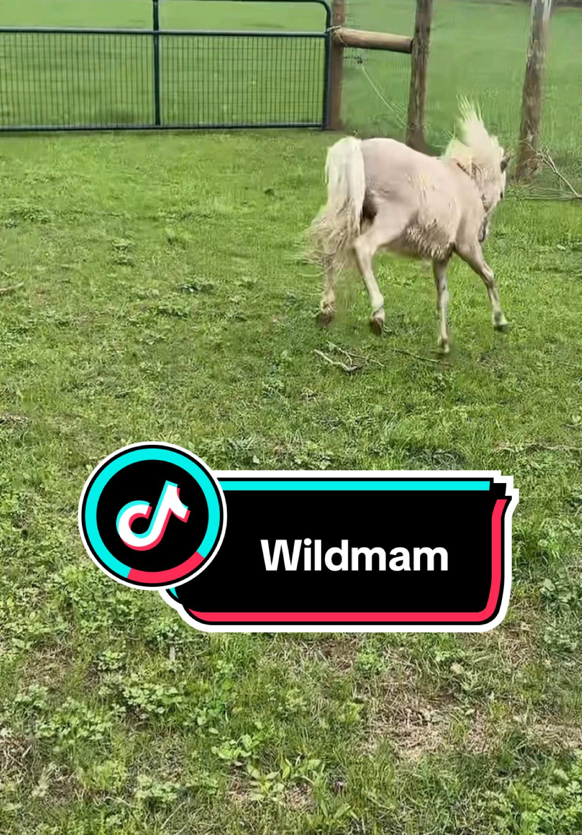 Enjoy a minute of spicy Squirt #horsetok #horse #minihorse #farm #farmlife 