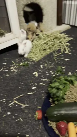#rabbitsoftiktok #rabbits #bunniesoftiktok #bunny ##flemishgiant #flemishgiantrabbit #babybunniesoftiktok #babybunny #babybunny🐰 