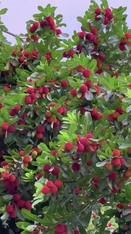 Buah ini bernama Yangmei, latin Myrica rubra dan dalam tulisan hanzi (dibaca : Yangmei). Buah ini juga memiliki nama lain Yumberry, Waxberry, Red Bayberry dan Japanese Bayberry.  Yangmei ini adalah buah khas China lebih tepatnya China bagian tengah selatan yang meliputi kawasan :  Guangdong, Hainan, Henan, Hubei, Hunan dan Daerah otonomi Guangxi. Namun sekarang buah ini bisa kita jumpai dihampir seluruh kawasan China bahkan di United States kita bisa menemui olahan buah Yangmei ini dalam bentuk jus atau bubuk.