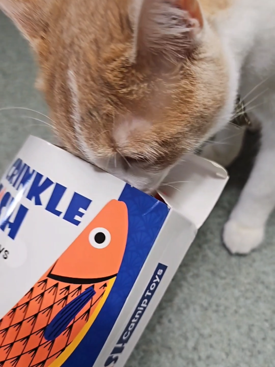 He's been attacking these fish all day.   #rescuecatsoftiktok 