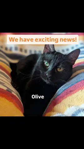 4 more of our foster cats have officially become adoptable!❤️ I'll make individual adoption posts for each of them this week. All of them will be available through Handover Rover. #feralisntforever #catsoftiktok #rescuecat 