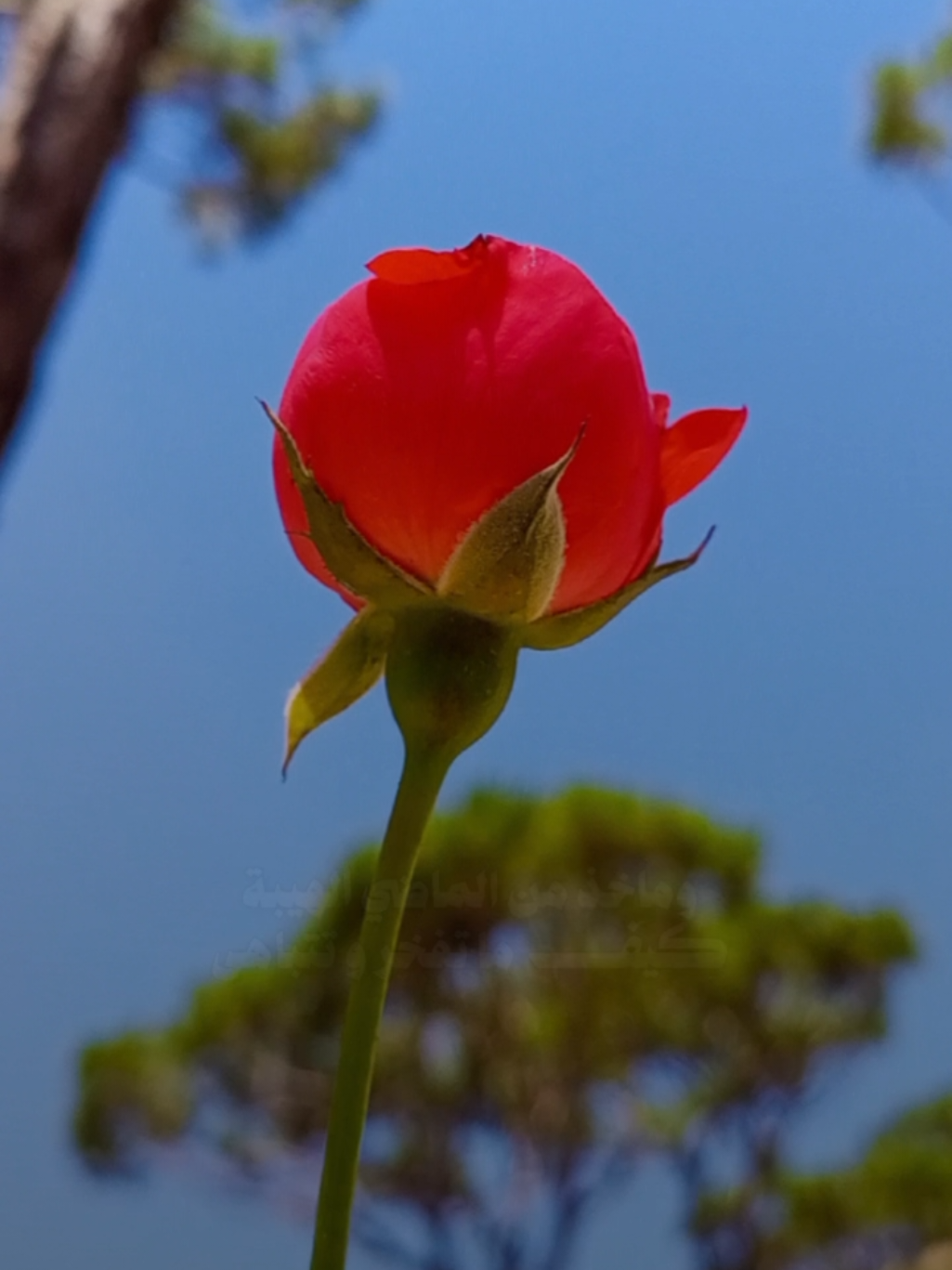 ماخذ من النبض ترتيبه ❣️ #ظافر_الحبابي #بعد_غيبه #وطن_قلبي #ترند_جديد #شيلات_فخمة❤️ #شيلات #ترند #اكسبلور #منشن #viral #trending #foryoupage #beautiful #amazing #roses #flowers #تصويري #lavendr81 #الشعب_الصيني_ماله_حل😂😂 #CapCut 