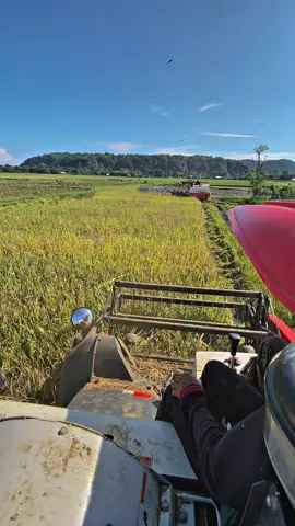 #combine #kubotadc70pro #petaniindonesia🇮🇩🇮🇩🇮🇩🌿🌿 #ilmupadi🌾 #salambugis #petanibugis 