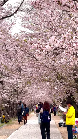 Another cherry blossom🌸✨ #japan #sakura #spring 