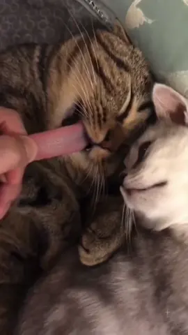 🥰🐶🐶##fyp##usa##longervideos##cats##kitten##kittens##kittensoftiktok##fypage##fypシ゚viral##fypdong##fypsounds