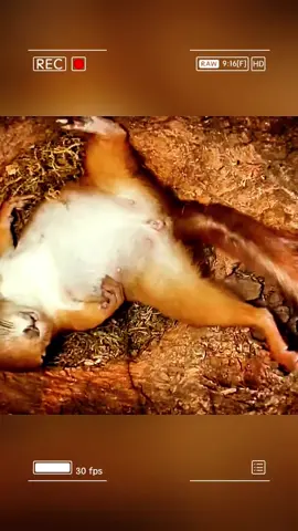 The mother squirrel went though a dangerous and difficult labor. #wildanimals #animals #foryou 