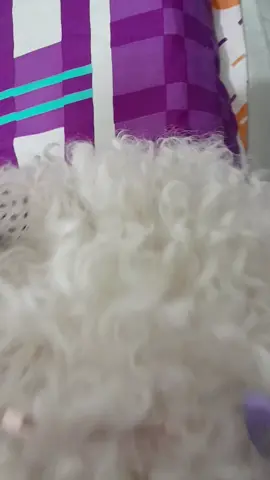 #fyp #peinados #champús #perrostiktokers 