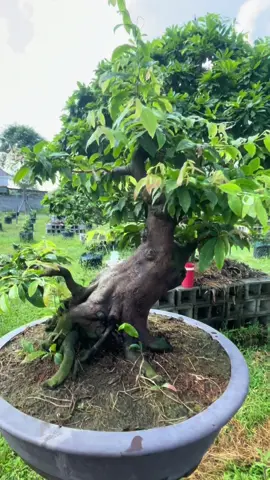 @Vườn Mai Út Dể @Duylinh nguyen @Mai vàng miền nam @Mai vàng Miền Tây @Hoàng Anh 62 