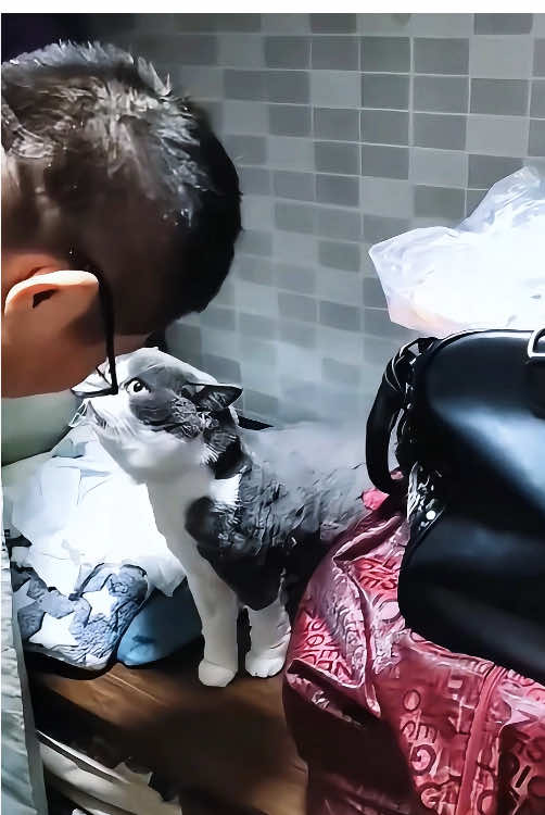 This cat is very talkative #happy #pet #funnyvideos #omg #Funny #fyp #usa #cats #kitten 