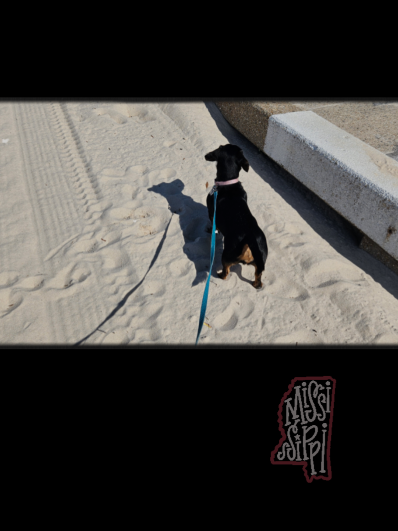 #dachshund #dachshundsoftiktok #weinerdog #sausagedog #ocean #beach 
