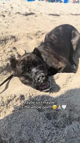 a little perspective never hurt nobody.. 🙏🏼🤍  #canecorso #dogtok #family #gentlegiants 