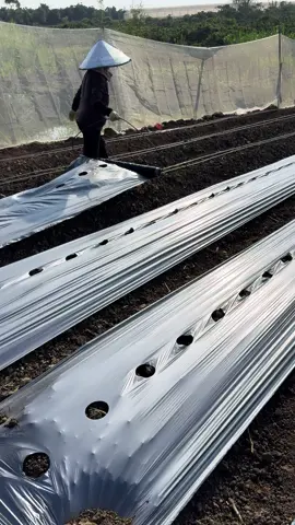 Phủ #MàngPhủNôngNghiệp #nongdan49 #Nongdan 