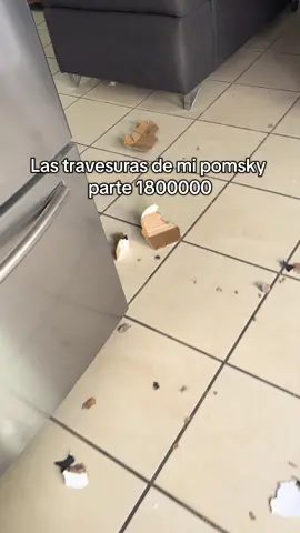 Te juro que yo no fui !! #perros #pomsky #perrostiktokers #Love #amorpuro #viral_video #perrosgraciosos #travesuras #travesurasdeperros #diversion #hambre 