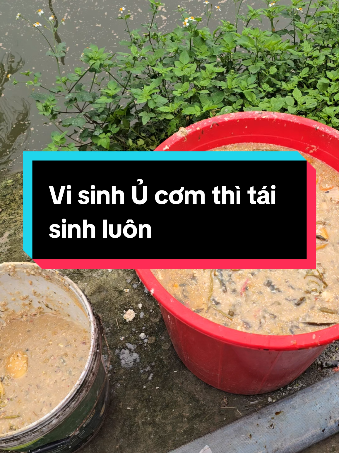 Ủ vi sinh với cơm cho cá ăn #cá #nuoica #channuoi #nuoitomcongnghecao #viral #xuhuong #nuoitomcongnghecao 