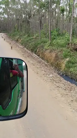 gara-gara monyet aku jadi nyasar dasar monyet