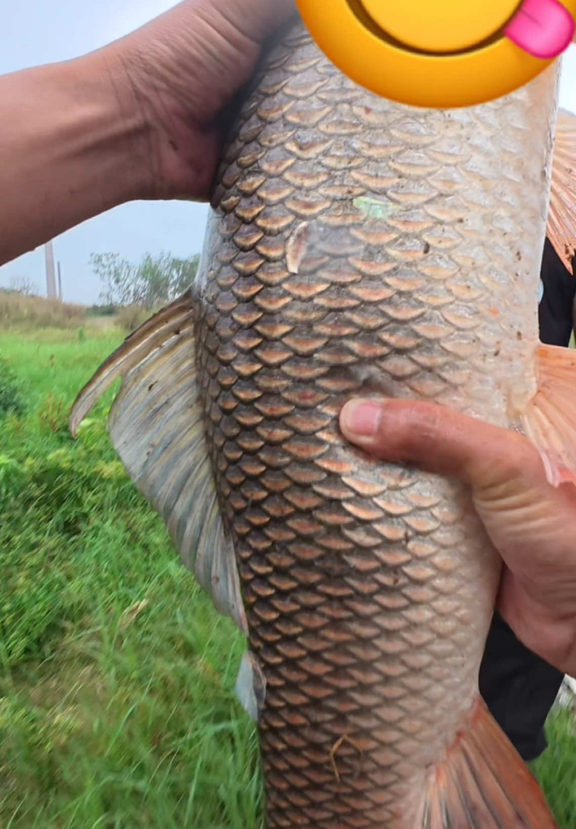 Một ngày nữa ở Hồ lò gạch tiếp tục hành trình chinh phục cá Trôi khủng 15kg #LongPhaQuế #fishing #tiktokgiaitri #câucatựnhiên #câucá #MồiCâuPhúThành #xuhuong 