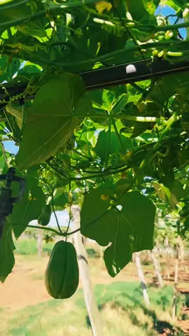 Anh thấy vườn su su nhà em có đẹp ko a 😁😁 #xuhuong #thiênnhiên #susu #vườn #cảnhđẹp #giảitrítiktok #vuivemoingay❤️ #khungcanhdep #mátmẻ #xuhuongtiktok #😁😁😁 