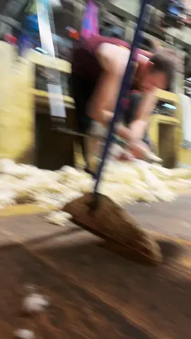 Timelapse of the day I shore 724 lambs in north island New Zealand.#sheepshearing #makewoolgreatagain 