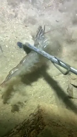 I catch seafood at the bottom of the sea)#nature #beach #oceanexploration #deepsea #catchseafood