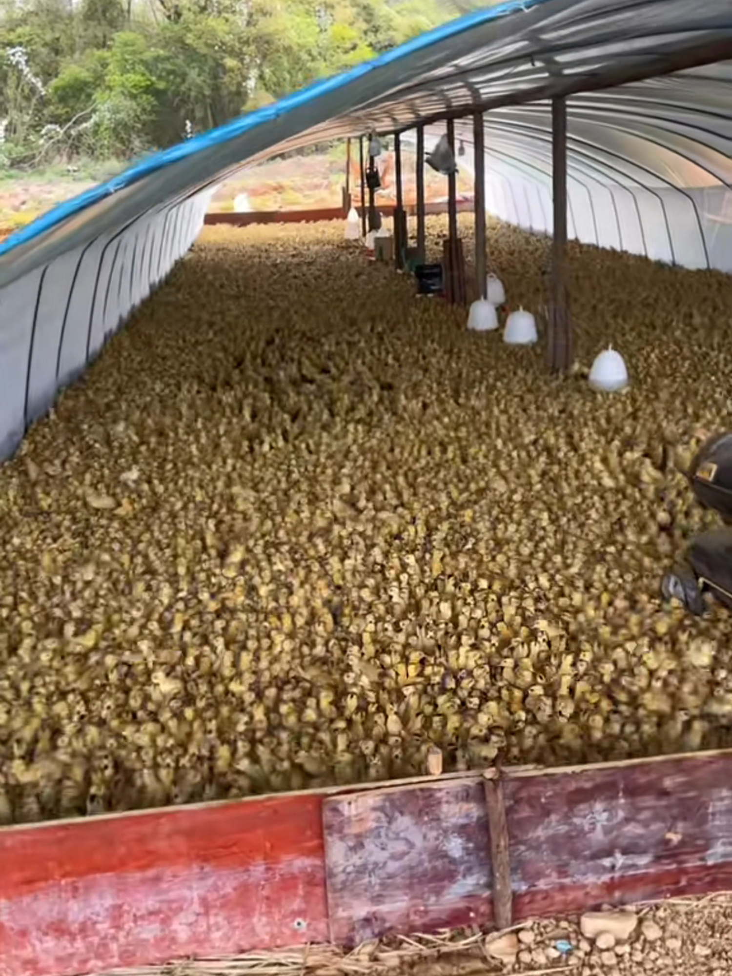 duck overload! #duck #farming