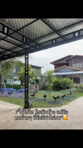นี่แหละความสุขที่การลงมือทำ🫶🏻🐓🤍#จีดฟาร์ม #ชุ้มหมากกอกฟาร์ม #สุดหล่อมาแล้ว #ไม่สุดแน่นะแม่🐯 #PHERNJIDॐ #fypツ #ขึ้นฟีดเถอะ #อย่าปิดการมองเห็น 