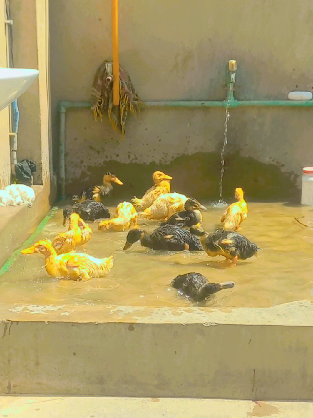 My Ducks Bathing First time.....😅 .. .. #duck #ViralVideo #tranding #1m 