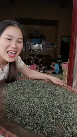 trà shan tuyết  cây non thơm ngon lắm ạ #hoanglinh #chesach #che #trashantuyet 