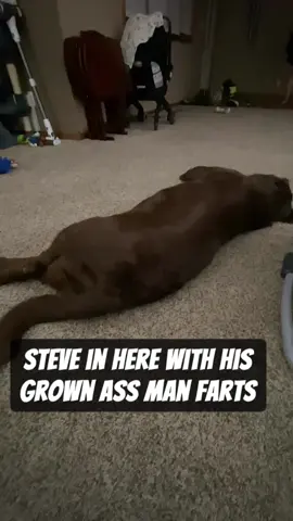 Wait for it! #dog #dogsoftiktok #funny #fart #gas #labrador #labradorretriever #labsoftiktok #fyp #fypシ #fy 