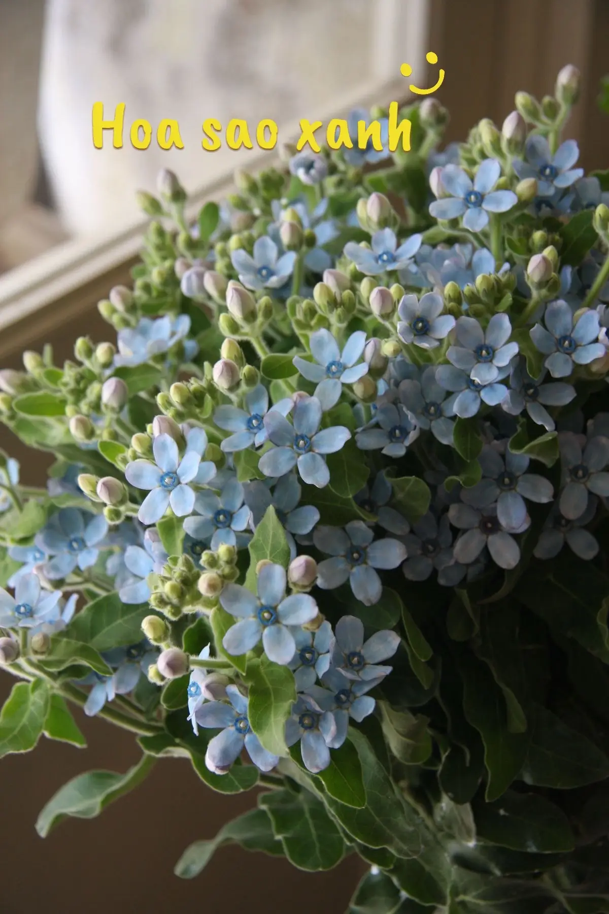 Hoa sao xanh, còn gọi là hoa lam tinh hay Forget Me Not, là loài hoa nhỏ nhắn với sắc xanh lam đặc trưng, tượng trưng cho tình yêu thủy chung, tình bạn bền lâu và nỗi nhớ dịu dàng. Hoa thường được dùng trong bó hoa cưới, hoa chúc mừng, và hoa khô lưu niệm nhờ vẻ đẹp tinh tế và ý nghĩa sâu sắc. #flowers #hoccamhoa #hocbohoa #thichngamhoahong #ynghialoaihoa #hoasaoxanh 