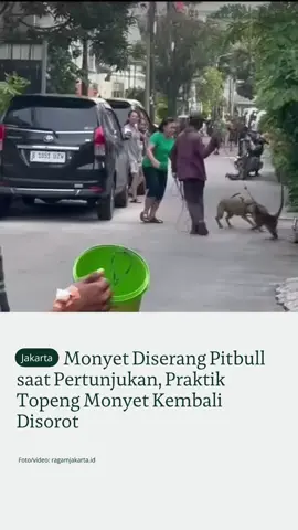 Seekor monyet menjadi korban serangan anjing jenis pitbull saat sedang menjalani pertunjukan topeng monyet. Peristiwa tragis ini diduga terjadi di wilayah Jakarta, meskipun lokasi kejadian belum dapat dipastikan secara resmi. Video kejadian tersebut sempat beredar luas di media sosial dan memicu kemarahan publik serta aktivis perlindungan hewan. Dalam tayangan tersebut, terlihat seekor monyet yang tengah tampil sebagai bagian dari pertunjukan tradisional diserang secara brutal oleh seekor anjing pitbull, hingga mengalami luka serius. Pihak berwenang dan organisasi pecinta satwa mengingatkan kembali bahwa praktik pertunjukan topeng monyet telah dilarang di berbagai wilayah, termasuk Jakarta. Pelarangan ini bukan tanpa dasar hukum. Salah satunya tertuang dalam Pasal 302 Kitab Undang-Undang Hukum Pidana (KUHP) yang mengatur tentang tindak kekerasan dan penyiksaan terhadap hewan, serta Undang-Undang Nomor 41 Tahun 2014 tentang Peternakan dan Kesehatan Hewan Pasal 66 ayat (2) yang memperkuat larangan eksploitasi satwa. “Pertunjukan seperti ini jelas bentuk eksploitasi yang bertentangan dengan prinsip kesejahteraan hewan. Selain membahayakan hewan, praktik ini juga rawan menyebabkan kekerasan, seperti kasus yang baru saja terjadi,” ujar salah satu perwakilan dari organisasi Animal Defenders Indonesia. Kasus ini menambah deretan insiden tragis yang memperkuat urgensi penegakan hukum terhadap praktik eksploitasi satwa liar di ruang publik. Pemerintah daerah diimbau untuk lebih tegas dalam pengawasan dan penindakan terhadap pelanggaran yang melibatkan pertunjukan topeng monyet, baik oleh individu maupun kelompok.