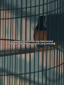 💪🏻💪🏻 #masteranburung #pesonamuraibatu #pesonamuraibatuindonesia #kicaumanianusantara #fyp #muraibatuindonesia #storykicau #EkspresikanDenganCapCut #trending #storykicau #mastering #masteranburungjuara #cucakcungkokgacor 