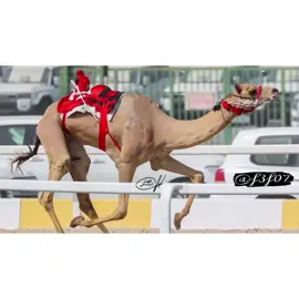 ريماس لـ هجن الرئاسة  صاحبة كاس المفتوح الجذاع في ختامي الوثبة🏆 وشلفا المفتوح الثنايا في ختامي الشحانيه🏆 الاب : شاهين ولد النعيميه #هجن #هجن_الاصايل #هجن_العاصفه #هجن_الرياسة #هجن_الشمال #هجن_الحويطات #هجن_الشحانيه #هجن_الرئاسة #هجن_السعودية #هجن_بني_عطية #اكسبلور #اكسبلورexplore #explore #hjnn1 #explor #explorepage 