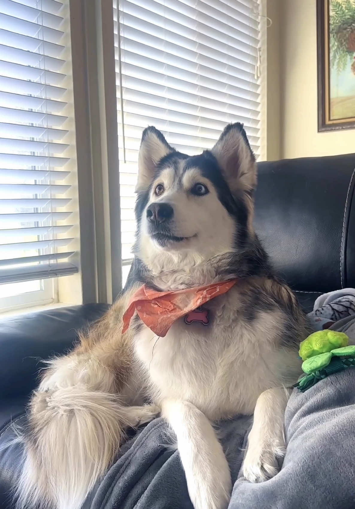 why do they leave the #puppy behind ⁉️⁉️📺 one of the best movies ever.. “White fang” ♥️ #fyp #dogsoftiktok 