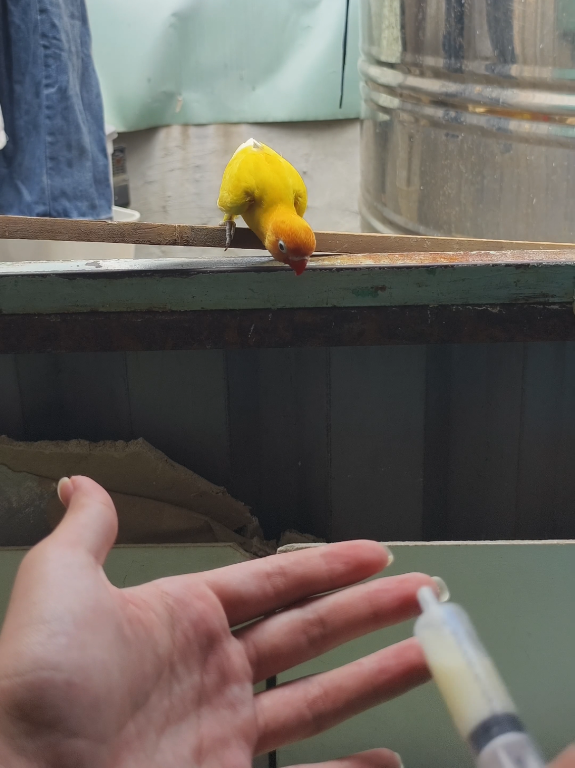 tập cho vẹt lovebird (pika) và yến phụng (gạo ) bay qua tay #yenphung #vet #vetlovebird #lovebirds #lovebird 