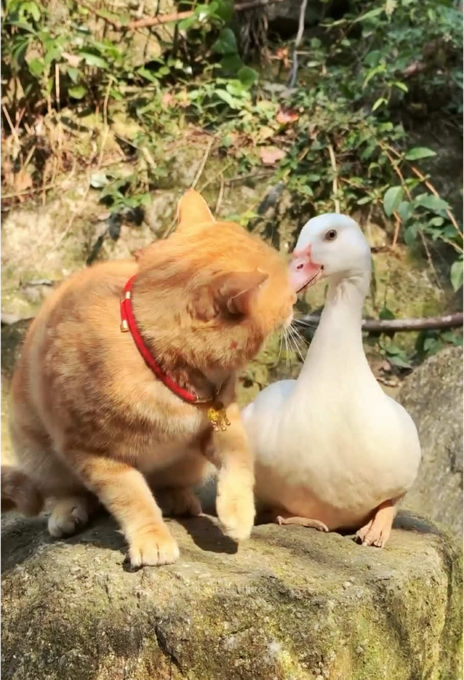 Cat and Dack😂 #cutecattiktok #funnycat #funnycats #cutecat #catsoftiktok #catlover #funnyanimals #funnypets #fyp #unitedkingdom #fypuk🇬🇧📍 