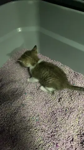 #catsoftiktok 