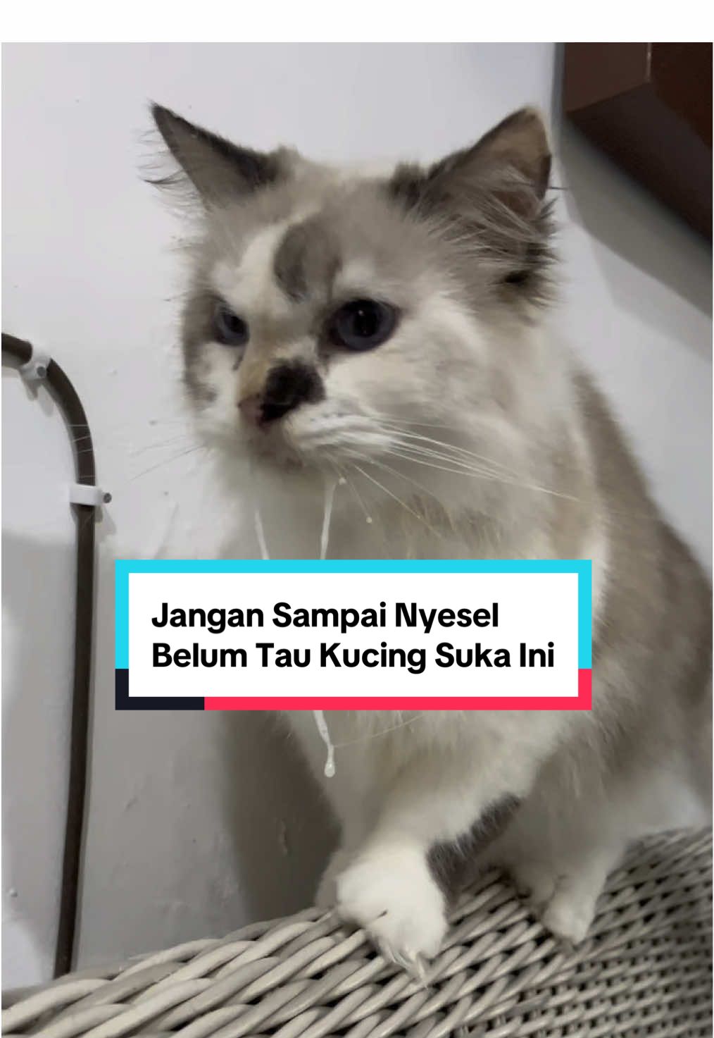 Nyesel kalau belum cobain fish oil yang rasanya disukai kucing dan cara pemberiannya gampang #fishoil #minyakikankucing #fyp 